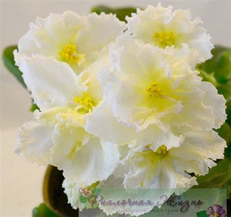 Сорта Украинской селекции | Сенполия, Африканская фиалка, Цветы в горшках