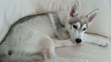 Husky Puppy Hiccups GIF - Hiccups Puppy Hiccups Husky Hiccups - Discover & Share GIFs