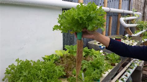 Taking An Aquaponics Master Class At Nelson Pade Inc