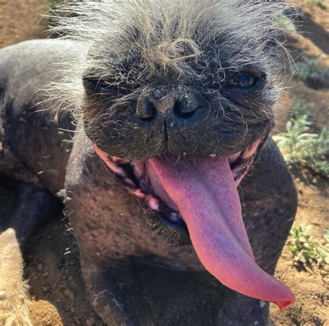 È Mister Happy il cane più brutto del mondo News Petme