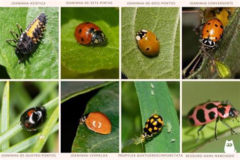 Tipos De Joaninhas Venenosas