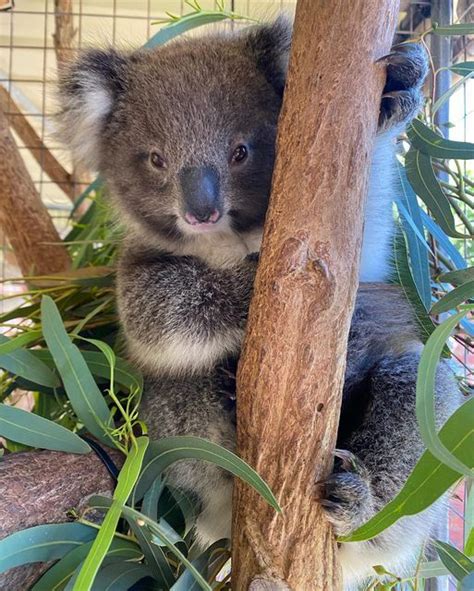 KOALA RESCUE Inc 🐨 on Instagram: "Meet Irena, a strikingly pretty ...