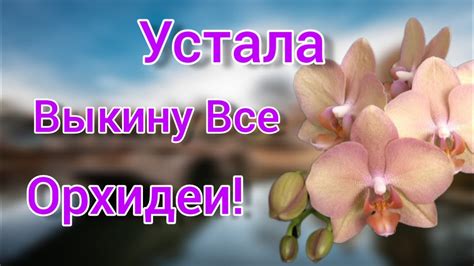 Устала Выкину все Орхидеи I m tired I ll throw out all the orchids