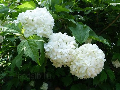 Саженцы калины в Новосибирске