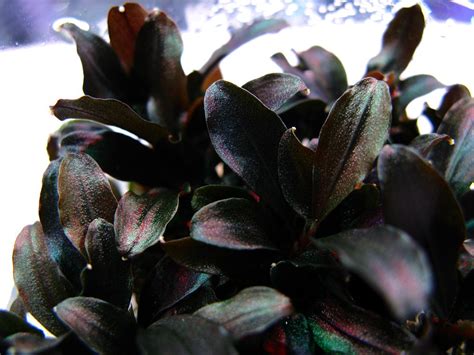 Купить Bucephalandra sp. "Red Mini" (Буцефаландра "Миниатюрная красная ...