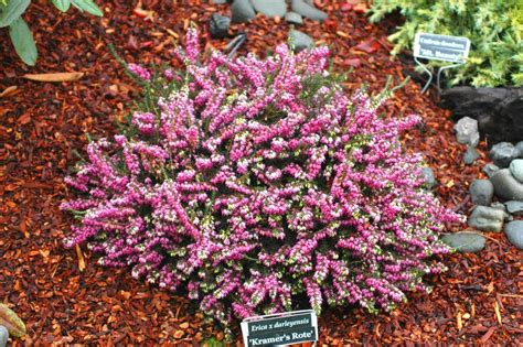 Kramers Rote Heather Zones 5 10 Plants Plant Design Magenta Flowers