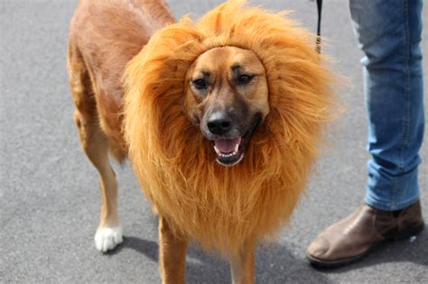 Dog with Lion Mane image - Free stock photo - Public Domain photo - CC0 Images