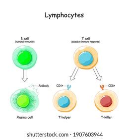 T Lymphocytes Diagram