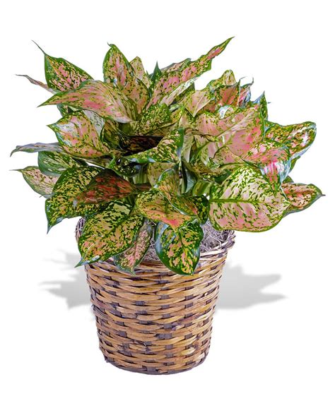 Red Aglaonema House Plant Delivered in Baton Rouge, LA - Billy Heroman's