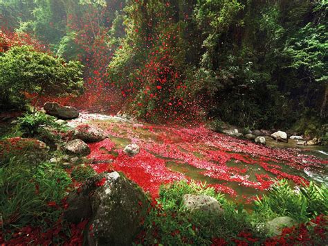 A Volcano Of Beautiful Flower Petals Explodes In Small Costa Rican Town