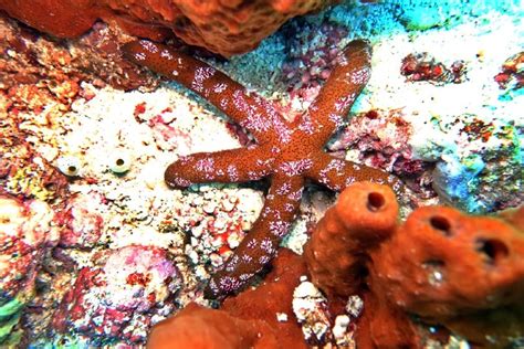 Types Of Saltwater Starfish For Aquariums With Pictures Pets Gist