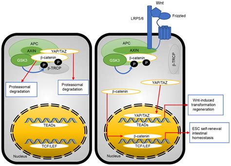 Wnt Catenin Pathway The Primary Purpose Of The Yap Taz Associated