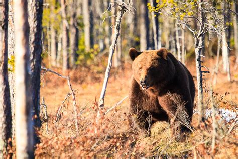 Finland – A wildlife photographers’ paradise? - WildlifeMoments.de