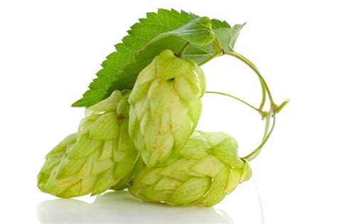 Хмель Magnum (Магнум) 12,5% 100 гр « Самогоныч.РФ