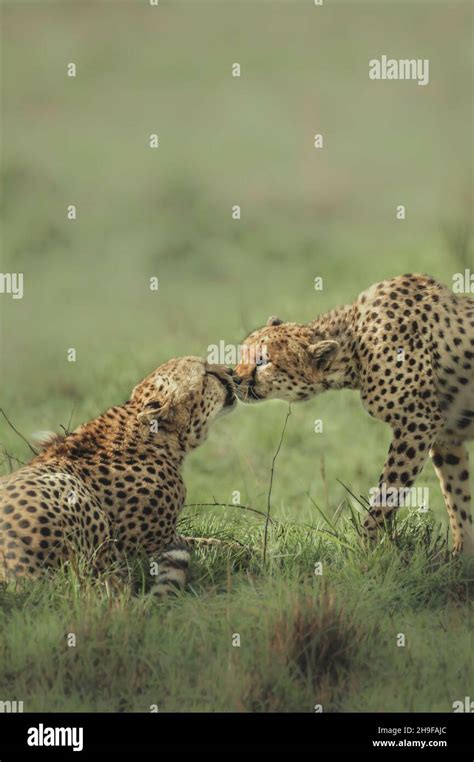 Cheetah Together Vertical Hi Res Stock Photography And Images Alamy