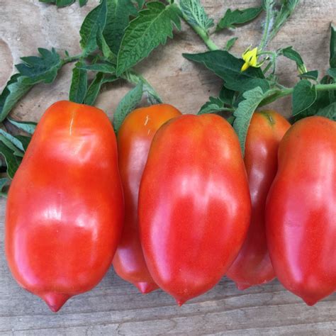 San Marzano Tomato – Truelove Seeds