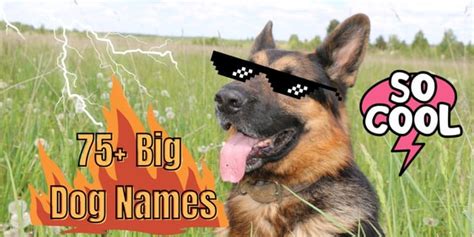 Big Dog Names: Names for Giant Breed Dogs : r/PetsTime_USA