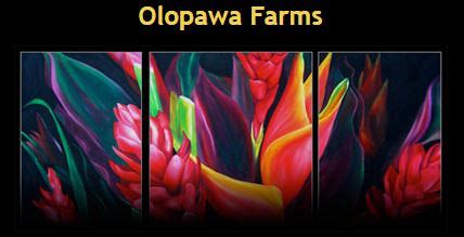 Olopawa Farms Maui County Virtual Job Fair Job Listings Employer