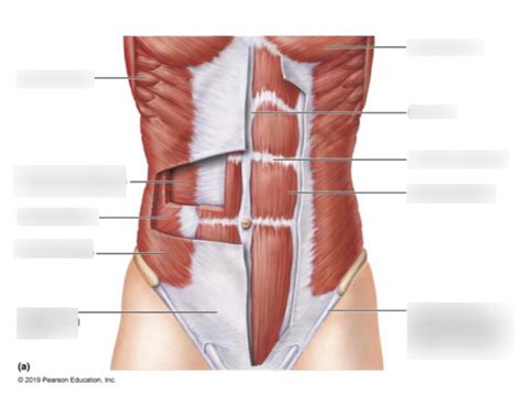 Human Abs Diagram | Quizlet