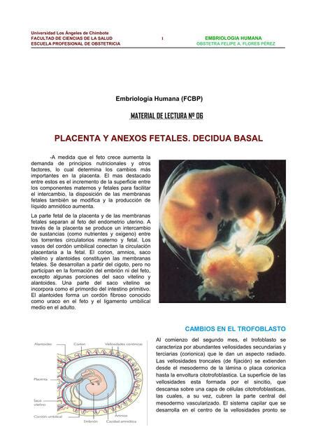 Placenta Y Membranas Fetales Decidua Basal Ginecolog A Mujeres Udocz