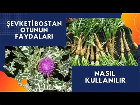 Evket Bostan Otunun Faydalari Evketi Bostan Otu Nas L Kullan L R