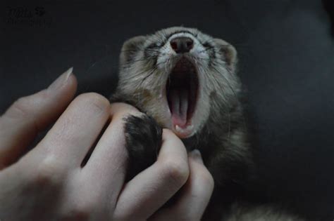 Yawning Ferret By Kay Chi On Deviantart