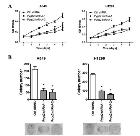 Pygo2 Shrnas Suppress Lung Cancer Cell Proliferation In Vitro A Mts