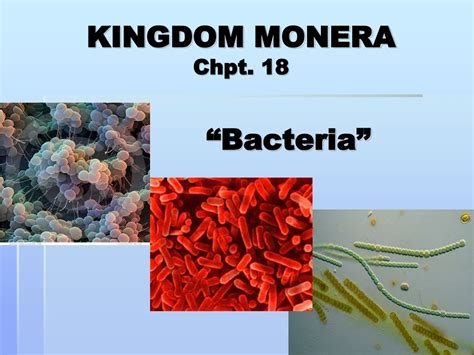 Ppt Kingdom Of Monera Powerpoint Presentation Free Download Id1448435