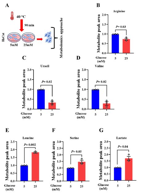 Metabolic Composition Of Keratinocytes Upon Acute Heat Exposure A