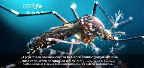 La Primera Vacuna Contra La Fiebre Chikungunya Obtiene Una Respuesta