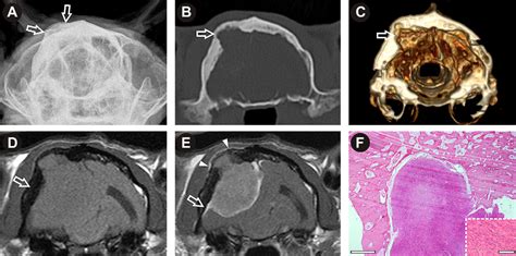 Feline Intracranial Meningioma With Skull Erosion And Tumour Extension