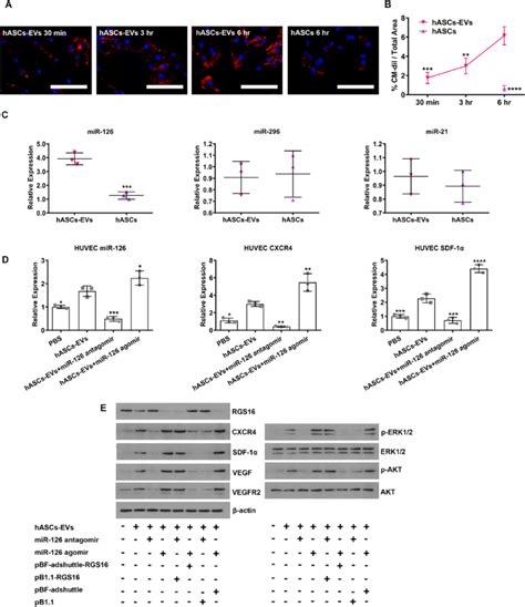 MiR 126 derived from human ASCs EVs activates CXCR4 SDF 1α pathway by