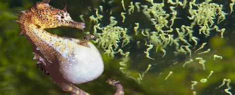 O Que Cavalo Marinho Come - 5 curiosidades sobre os cavalos marinhos - Ponto Biologia