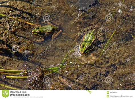 Dos Ranas Que Se Sientan En La Charca Anura Imagen De Archivo