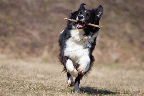 11 Energetic Dogs For Active People