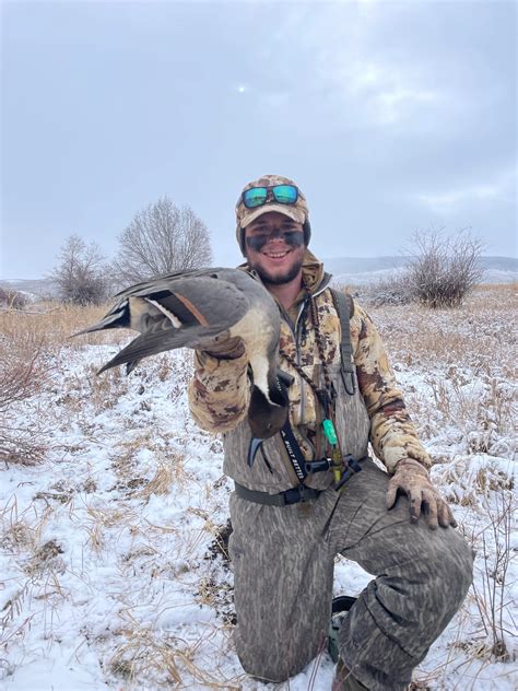 Pintail Duck Understanding Bull Sprigs Field And Stream