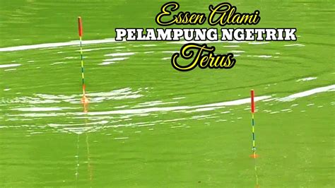 Super Ampuh Essen Alami Untuk Mancing Nila Strike Bertubi Campuran