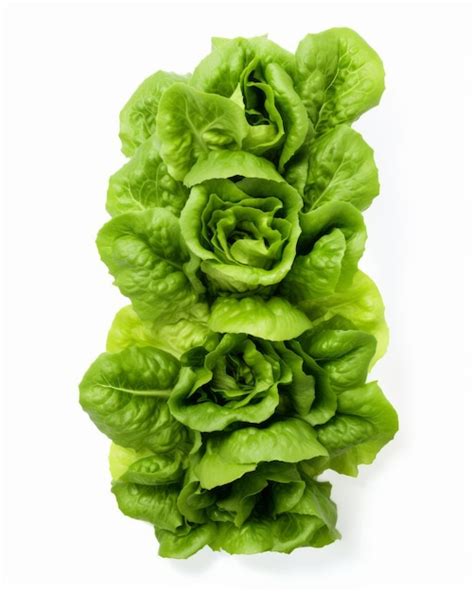 Premium Photo Fresh Crisp Captivating Image Of Isolated Lettuce