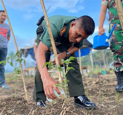 Tinjau Lokasi Ketahanan Pangan Dandim 1514 Morotai Target Panen Raya