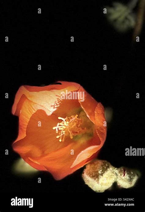 Bright Orange Globe Mallow Copy Space Stage Light Portrait Mode Low