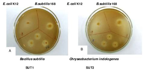 Enzyme Activity Assay On Agar Plates Hydrolysis Halos Produced On