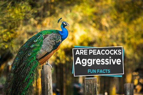 Understanding The Aggressive Behavior Of Peacocks Nature Blog Network