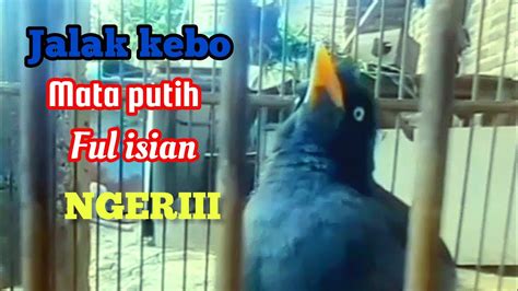 Burung Jalak Kebo Mata Putih Gacor Losss Youtube