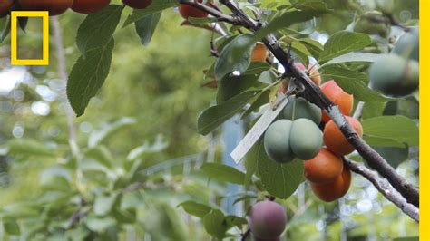 This Crazy Tree Grows 40 Kinds Of Fruit National Geographic Youtube