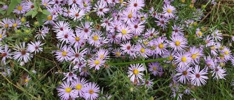 Астра выращивание из семян, когда сажать на рассаду в домашних условиях