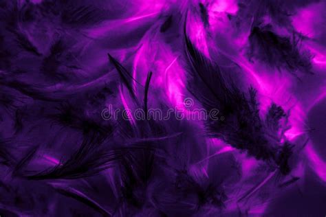 Beautiful Abstract Texture Close Up Colorful Black Purple Feather And