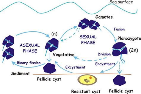 Life Cycles