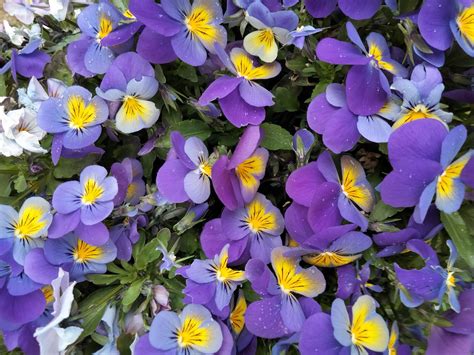 Pansy Flowers Plants Free Photo On Pixabay Pixabay