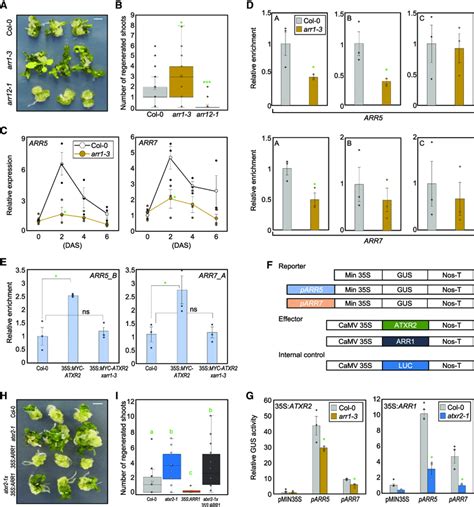 ATXR2 Depends On ARR1 For The Regulation Of ARR5 And ARR7 Expression