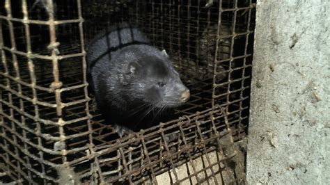 SEVERAL HUNDREDS OF MINK RELEASED FROM A FUR FARM. – Unoffensive Animal